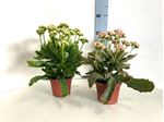 Picture of MYO  Kalanchoe Calandiva