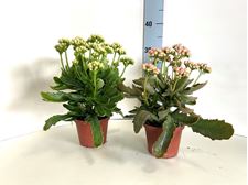 Picture of MYO  Kalanchoe Calandiva