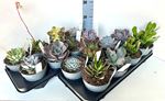 Picture of Echeveria mix
