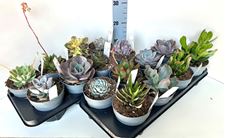 Picture of Echeveria mix