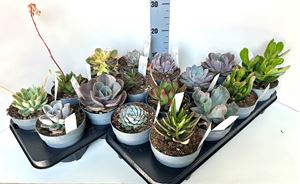 Picture of Echeveria mix