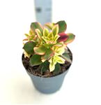 Picture of Echeveria mix