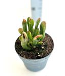Picture of Echeveria mix