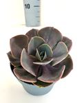 Picture of Echeveria mix