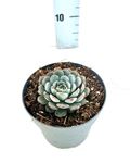 Picture of Echeveria mix