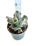 Picture of Echeveria mix