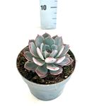 Picture of Echeveria mix