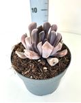 Picture of Echeveria mix