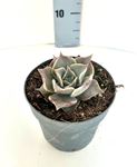 Picture of Echeveria mix