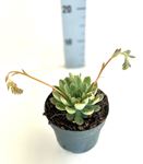 Picture of Echeveria mix