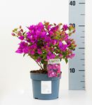 Picture of Myo Bougainvillea "Sabina" 