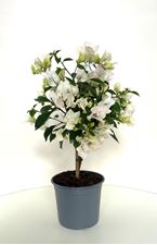 Picture of Bougainvillea glabra " Bianco "