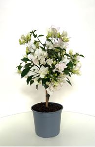 Picture of Bougainvillea glabra " Bianco "