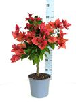 Picture of Bougainvillea "Volcanic" Orange 