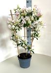 Picture of Bougainvillea glabra spallier Bianco