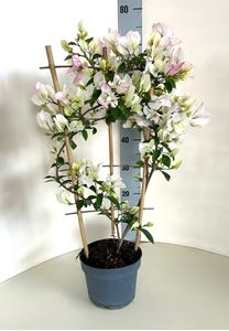 Picture of Bougainvillea glabra spallier Bianco