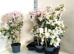 Picture of Bougainvillea glabra spallier Bianco