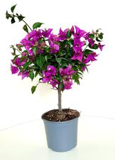 Picture of Bougainvillea "Sabina" 
