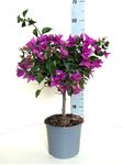 Picture of Bougainvillea "Sabina" 
