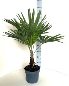 Picture of Trachycarpus fortunei