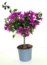 Picture of Bougainvillea "Sabina" 