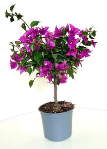 Picture of Bougainvillea "Sabina" 