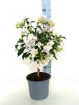 Picture of Bougainvillea "Elegance" White