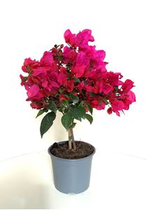 Picture of  Bougainvillea glabra " Dark Pink "