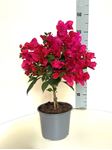 Picture of  Bougainvillea "Elegance"  Dark Pink 