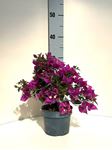 Picture of  Bougainvillea "Sabina" 