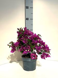 Picture of  Bougainvillea "Sabina" 